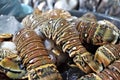 Traditional Seafood Market display in Tegucigalpa a plate full of lobster tails Royalty Free Stock Photo