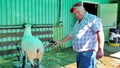 A farmer washes a sheep for the show at the Markham Fair.