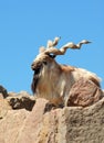 Markhor