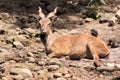 Markhor