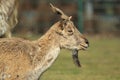 Markhor Royalty Free Stock Photo