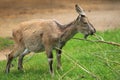 Markhor Royalty Free Stock Photo