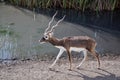 Markhor.