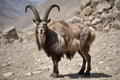 mountain goat on a rock, markhor, Barbary sheep (Capra ibex) in the mountains