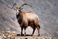 Majestic Markhor Perched on Rocky Outcrop