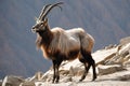 Portrait of a majestic male Alpine Ibex (Capra ibex) poised on a rugged mountain rock,