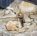 Markhor artiodactyl mammal Bovid rocky-mountain goat Royalty Free Stock Photo