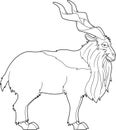 Outlined Markhor Animal Cartoon Character