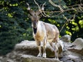 Markhor, Capra falconeri, has large twisted horns, males are larger