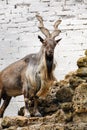 Markhor, Capra falconeri, mountain goat standing on a rock. Aviary of the reserve, protection of rare animals Royalty Free Stock Photo