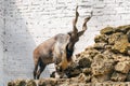 Markhor, Capra falconeri, mountain goat standing on a rock. Aviary of the reserve, protection of rare animals Royalty Free Stock Photo