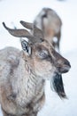 Markhor, Capra falconeri portrait Royalty Free Stock Photo