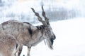 Markhor, Capra falconeri portrait Royalty Free Stock Photo