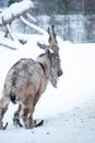 Markhor, Capra falconeri portrait on natural Royalty Free Stock Photo