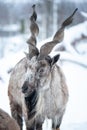 Markhor, Capra falconeri portrait on natural winter background, Male with horns Royalty Free Stock Photo