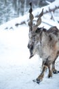 Markhor, Capra falconeri portrait on natural winter background, Male with  horns Royalty Free Stock Photo