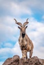 Markhor, Capra falconeri, wild goat native to Central Asia, Karakoram and the Himalayas standing on rock on blue sky background