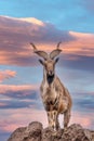 Markhor, Capra falconeri, wild goat native to Central Asia, Karakoram and the Himalayas standing on rock on blue sky background Royalty Free Stock Photo