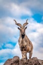 Markhor, Capra falconeri, wild goat native to Central Asia, Karakoram and the Himalayas standing on rock on blue sky background Royalty Free Stock Photo