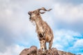 Markhor, Capra falconeri, wild goat native to Central Asia, Karakoram and the Himalayas standing on rock on blue sky background Royalty Free Stock Photo