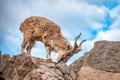 Markhor, Capra falconeri, wild goat native to Central Asia, Karakoram and the Himalayas standing on rock on blue sky background Royalty Free Stock Photo