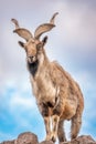 Markhor, Capra falconeri, wild goat native to Central Asia, Karakoram and the Himalayas standing on rock on blue sky background Royalty Free Stock Photo