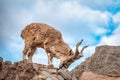 Markhor, Capra falconeri, wild goat native to Central Asia, Karakoram and the Himalayas standing on rock on blue sky background Royalty Free Stock Photo