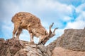 Markhor, Capra falconeri, wild goat native to Central Asia, Karakoram and the Himalayas standing on rock on blue sky background Royalty Free Stock Photo