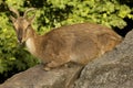 The Markhor Capra falconeri.