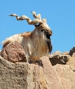 Markhor Royalty Free Stock Photo