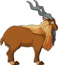 Markhor Animal Cartoon Character