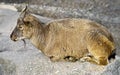 Markhor 3