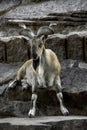 Markhor female at rest on the rock. Royalty Free Stock Photo