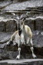 Markhor female at rest on the rock. Royalty Free Stock Photo