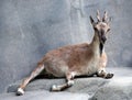 Markhor Goat Royalty Free Stock Photo