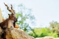 Markhor goat