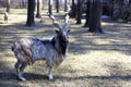 Markhor goat closeup