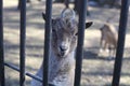 Markhor goat closeup