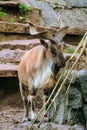 Markhor goat eating branch. Capra falconeri heptneri