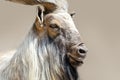 Markhor goat head Royalty Free Stock Photo