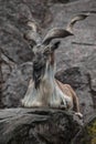 Markhor goat sits on background of a rock, long twisted horns, animals of pakistan