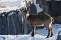 Markhor goat in the snow