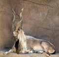 Markhor Goat With Twisted Horns