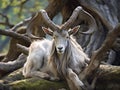 Markhor Goat with Twisted Horns