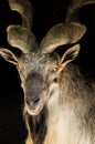 Markhor goat Royalty Free Stock Photo