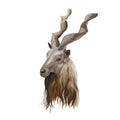 Markhor head portrait