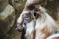 Markhor head side view Royalty Free Stock Photo
