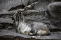 Markhor male at rest on the rock. Royalty Free Stock Photo