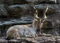 Markhor male 7