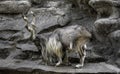 Markhor male at rest on the rock. Royalty Free Stock Photo